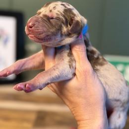 River - Chocolate brindle male Great Dane puppy in Ardmore, Alabama from Delta Danes