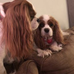 Cavalier King Charles Spaniel Puppies from Cavalier Kisses