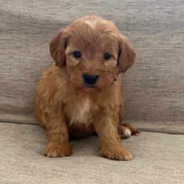 Black collar male - Apricot male Goldendoodle puppy in Ridgewood, New Jersey from Jessie’s Doodles