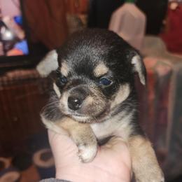 Milo - Black and tan male Chihuahua puppy in Bethlehem, Pennsylvania from Steel City Exotics