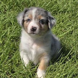 Blue bell 2 - Blue merle female Australian Shepherd puppy in Lakeland, Florida from Diamond P Australian Shepherds