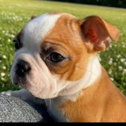 Boston Terriers from Sassifras Boston Terriers
