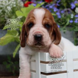 Tubi - Mahogany and white male Basset Hound puppy in Pollock, Missouri from Northstar