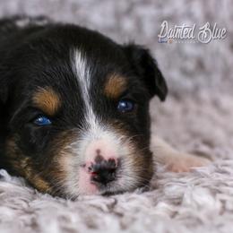 Australian Shepherd, Miniature American Shepherd, Miniature Australian Shepherd, and Toy Australian Shepherd Puppies from Painted Blue Aussies