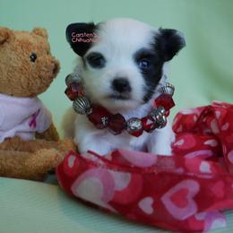 Angel - Black and white female Chihuahua puppy in Bois D Arc, Missouri from Carsten's Chihuahuas