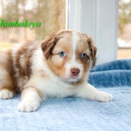 Jambalaya - Red merle male Australian Shepherd puppy in Coldwater, Michigan from Northern Star Australian Shepherds