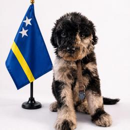 Curaçao - Merle female Goldendoodle puppy in Houston, Texas from Were The Mack'Doodles