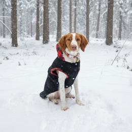 Red collar - White and orange male Brittany puppy in Belleview, Florida from Gourley's Brittanys