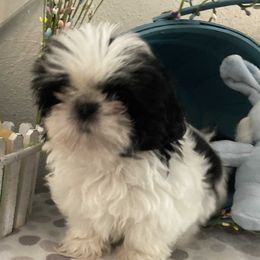 Leo - Shih Tzu