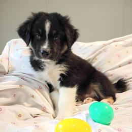 Flint (grey) - Black tri-color male Australian Shepherd puppy in Okeechobee, Florida from Rothsolid Puppies