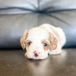 Smooch - Blenheim female Cavapoo puppy in Saint George, Utah from Fitzdoodles