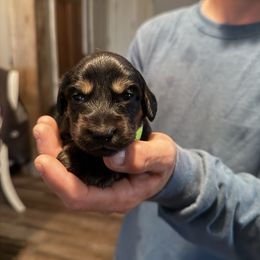 Green collar - Black and tan male Dachshund puppy in Mount Vernon, Ohio from Double A Dachshunds
