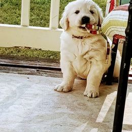 Golden Retriever Puppies from Golden Meadows