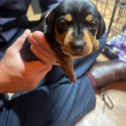Autumn - Black and tan female Dachshund puppy in Yuba City, California from The Navarro Furbabies