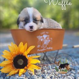 Waffle - Red male Pembroke Welsh Corgi puppy in Cameron, North Carolina from Butts Family Corgis