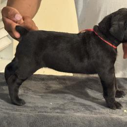 Red - Black female Cane Corso puppy in Laplace, Louisiana from BFM Cane Corso’s