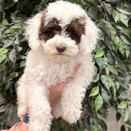 Denali - Cream female Australian Labradoodle puppy in Newdale, Idaho from Grand Peaks Labradoodles
