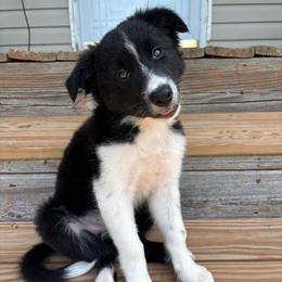 Outland Jacosta - Black and white female Border Collie puppy in Ranger, Georgia from Outland Border Collies