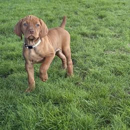 Archibald - Golden rust male Vizsla puppy in Queen Creek, Arizona from Summit Vizslas