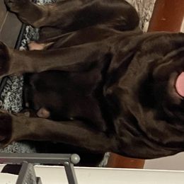 P2 - Labrador Retriever