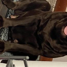 P2 - Labrador Retriever