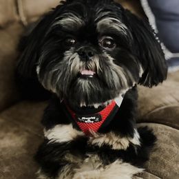 Zoey - Shih Tzu