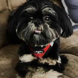 Zoey - Shih Tzu