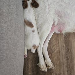 Girl 1 - Orange and white female Brittany puppy in Lancaster, Pennsylvania from Riley's Upland Brittany's