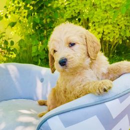 Goldendoodle Puppies from Doodle Tree