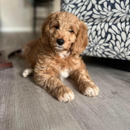 Goldendoodle Puppies from The Doodle grove