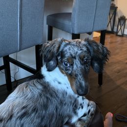 Gracie - Dachshund