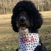 Bordoodles and Goldendoodles from Triple B Doodles