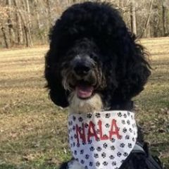 Bordoodles and Goldendoodles from Triple B Doodles
