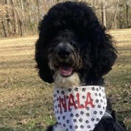 Bordoodles and Goldendoodles from Triple B Doodles
