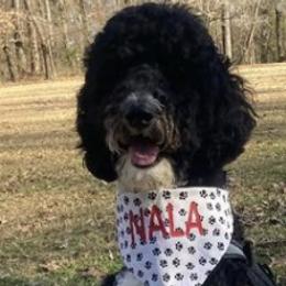 Bordoodles and Goldendoodles from Triple B Doodles