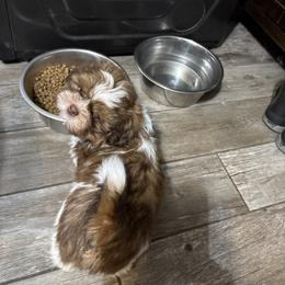 Easy - Chocolate and tan male Shih Tzu puppy in Temple, Pennsylvania from Kathy Diego's Shih Tzus