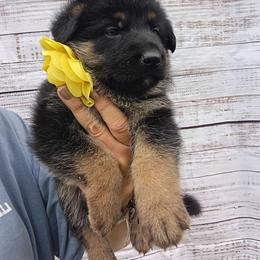 Yellow - Black and red female German Shepherd puppy in Gustavus, Ohio from Cross Kreek Kennels
