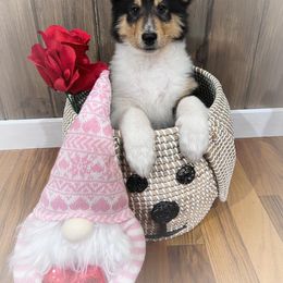 Collie Puppies from Cold Mountain Collies