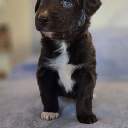 Tripp 6 - Red & white male Australian Shepherd puppy in Kingman, Arizona from Long Mt Aussies