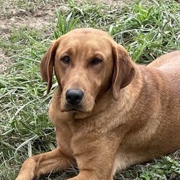 Ginger - Labrador Retriever