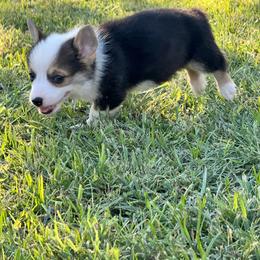 Red Headed Tri Male 1 - Black and tan male Pembroke Welsh Corgi puppy in Stephenville, Texas from Rising JM Pembrokes