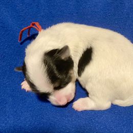 Maltipoo, Morkie, and Yorkipoo Puppies from Danza Bolo