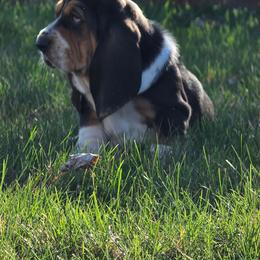 Hope - Black brown and white female Basset Hound puppy in Greenleaf, Idaho from Happy Acre Bassets