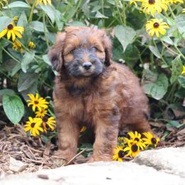 Patrick - Red male Whoodle puppy in West Bend, Iowa from Blue Skies Terriers