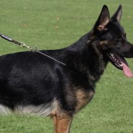 Coda - German Shepherd