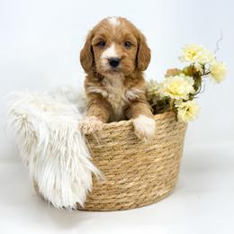 ROCKET - Red  male Goldendoodle puppy in Davison, Michigan from Dreaming Doodles