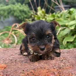 Boy 2 - Black and gold male Yorkshire Terrier puppy in Taylorsville, North Carolina from SilverLining highlands and hounds