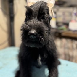Lucas (Boy 4) - Black male Giant Schnauzer puppy in Bois D’arc, Missouri from Down Low Kennels