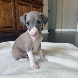 Justin Timberlake - White and blue fawn male Italian Greyhound puppy in Texas from Italian Greyhounds of Frisco