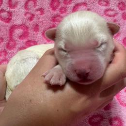 AKC Fiji - White female Siberian Husky puppy in Centreville, Maryland from Huskies By the Bay